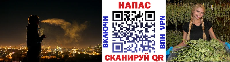 Конопля гибрид  Баймак 